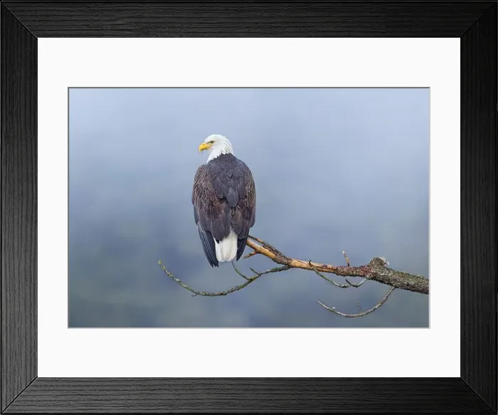 Framed Print : An American bald eagle is perched on a barren branch on a foggy day in north Idaho Framed Print : An American bald eagle is perched on a barren branch on a foggy day in north Idaho