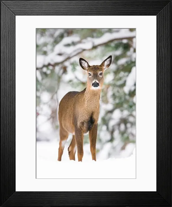 Framed Print : White-tailed deer doe standing at the edge of snow covered woods Framed Print : White-tailed deer doe standing at the edge of snow covered woods