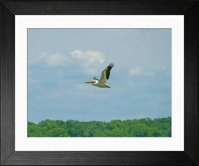 Framed Print : American White Pelican in Flight Along the Mississippi River