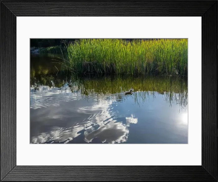 Framed Print : A Mallard in Tucson, Arizona Framed Print : A Mallard in Tucson, Arizona