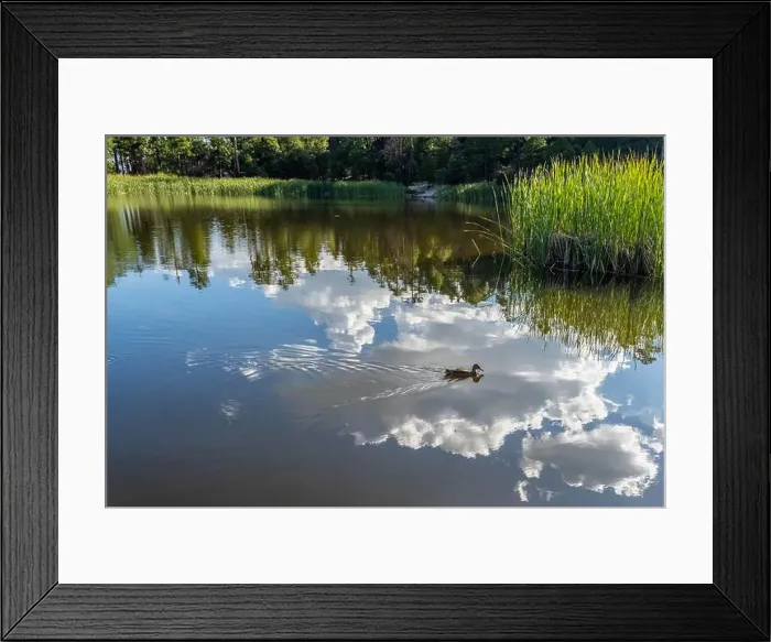 Framed Print : A Mallard in Tucson, Arizona Framed Print : A Mallard in Tucson, Arizona