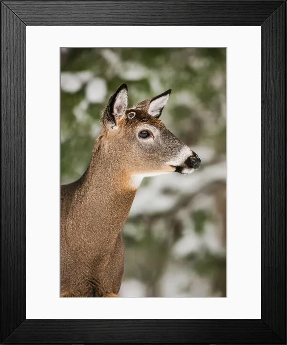 Framed Print : White-tailed deer buck with wound from recently shed antlers Framed Print : White-tailed deer buck with wound from recently shed antlers
