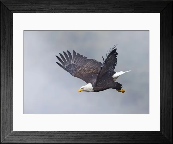 Framed Print : An american bald eagle flies off from a branch on a foggy day in north Idaho