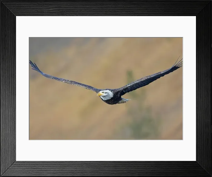 Framed Print : An American bald eagle soars low in the air in north Idaho Framed Print : An American bald eagle soars low in the air in north Idaho