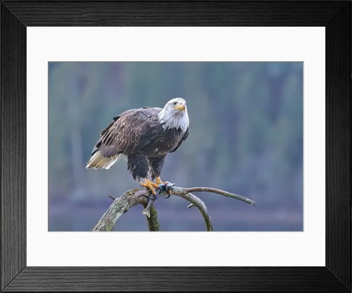 Framed Print : An American bald eagle is perched on a branch while holding a fish in its talons in north Idaho Framed Print : An American bald eagle is perched on a branch while holding a fish in its talons in north Idaho