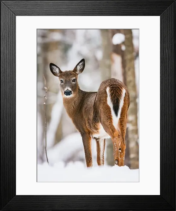 Framed Print : White-tailed Deer doe in snowy winter forest Framed Print : White-tailed Deer doe in snowy winter forest