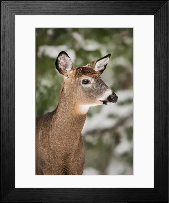 Framed Print : White-tailed deer buck with wound from recently shed antlers Framed Print : White-tailed deer buck with wound from recently shed antlers