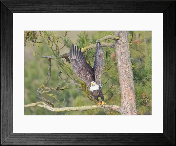 Framed Print : An american bald eagle flies off from a pine tree branch in north Idaho Framed Print : An american bald eagle flies off from a pine tree branch in north Idaho