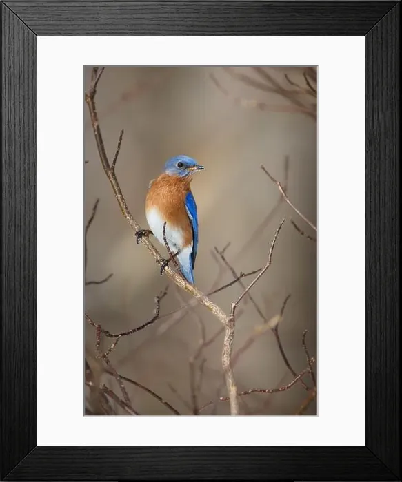 Framed Print : Male Eastern Bluebird perched on winter tree branches Framed Print : Male Eastern Bluebird perched on winter tree branches