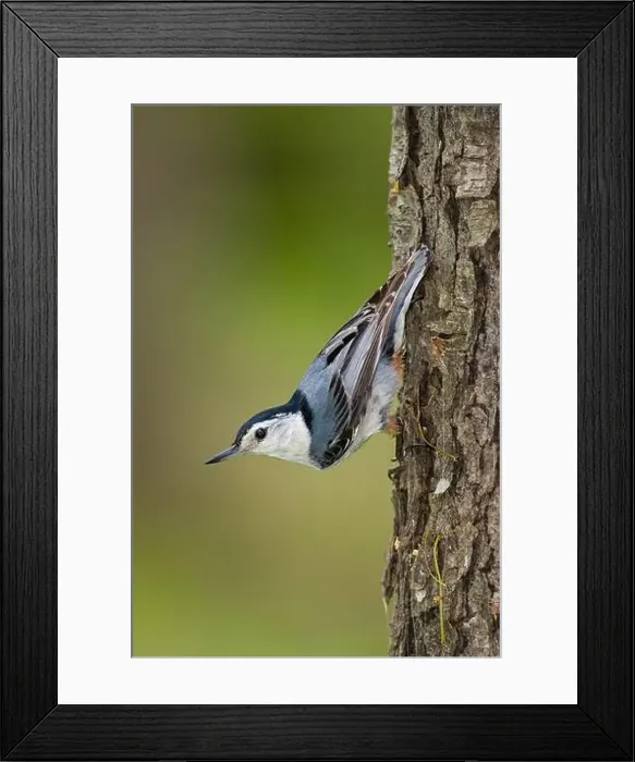 Framed Print : Male White-breasted Nuthatch walking upside down on tree trunk Framed Print : Male White-breasted Nuthatch walking upside down on tree trunk