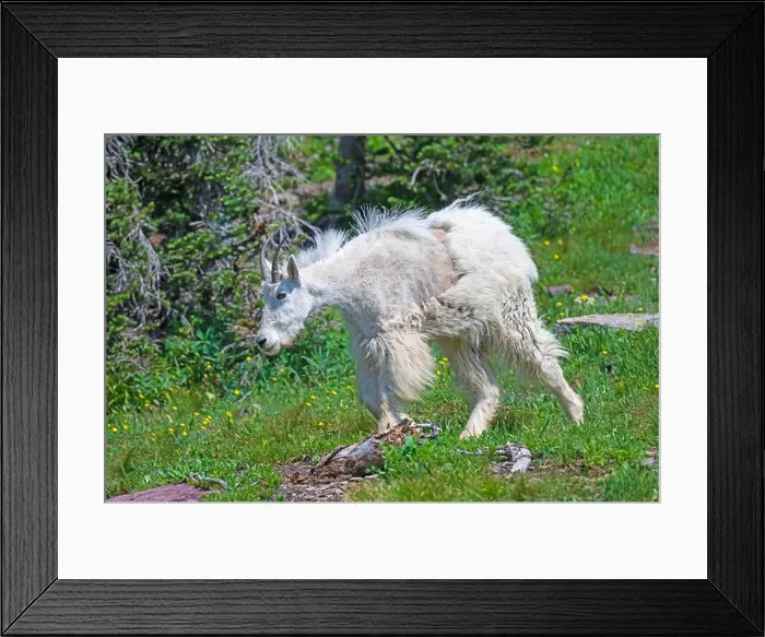 Framed Print : Mountain Goat in an Alpine Meadow in Glacier National Park in Montana Framed Print : Mountain Goat in an Alpine Meadow in Glacier National Park in Montana
