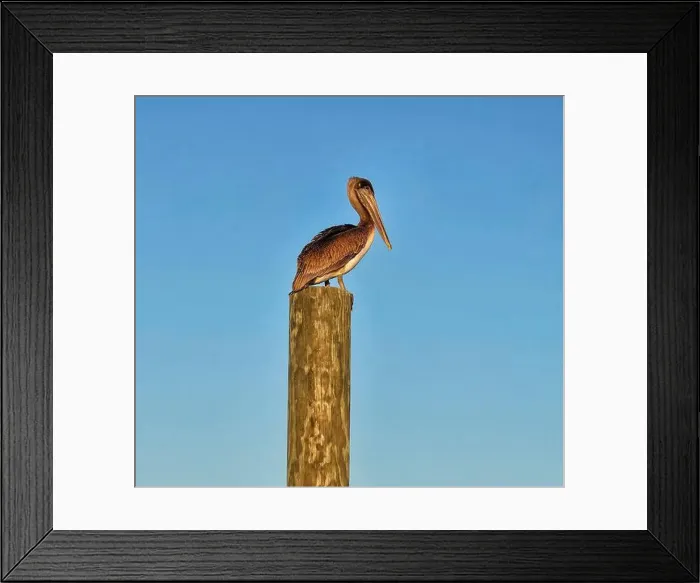 Framed Print : A Brown Pelican perches on top of a piling at Baytowne Marina, Sandestin, Florida Framed Print : A Brown Pelican perches on top of a piling at Baytowne Marina, Sandestin, Florida