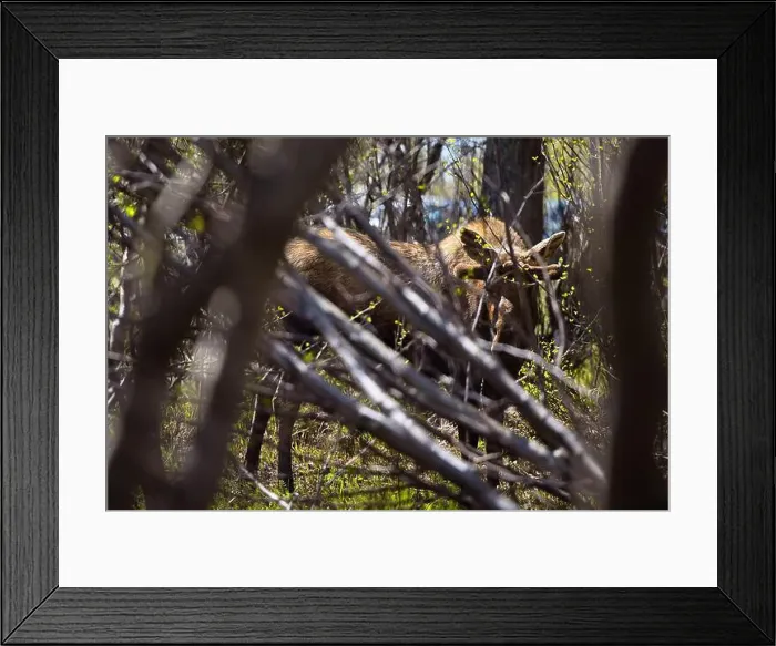 Framed Print : Sun shining on moose in the trees at Potter Marsh on a spring day in Anchorage, Alaska Framed Print : Sun shining on moose in the trees at Potter Marsh on a spring day in Anchorage, Alaska