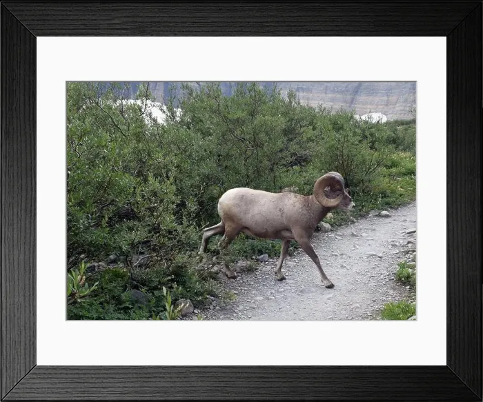 Framed Print : Big Horn Sheep Part 1 Framed Print : Big Horn Sheep Part 1