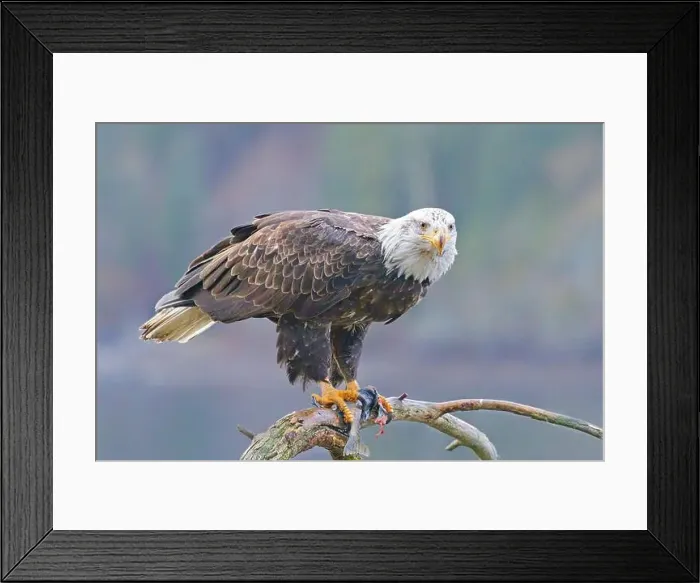 Framed Print : A close up of a bald eagle perched on a branch eating a fish in north Idaho Framed Print : A close up of a bald eagle perched on a branch eating a fish in north Idaho