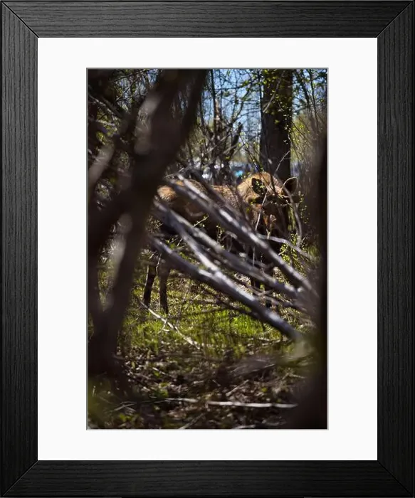 Framed Print : Moose through the trees on a spring day at Potter Marsh in Anchorage, Alaska Framed Print : Moose through the trees on a spring day at Potter Marsh in Anchorage, Alaska