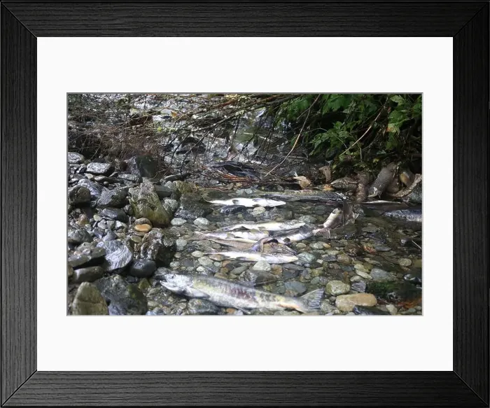 Framed Print : Salmon run in Sitka Framed Print : Salmon run in Sitka