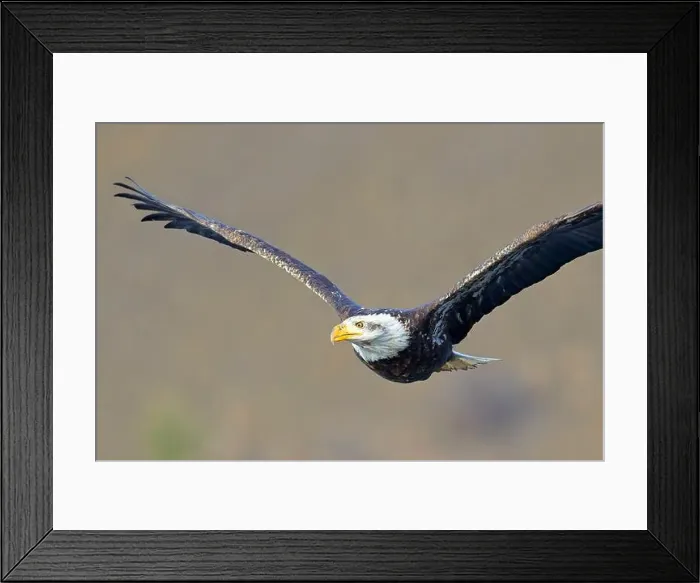 Framed Print : An American bald eagle soars low in the air in north Idaho Framed Print : An American bald eagle soars low in the air in north Idaho