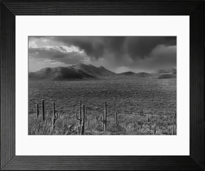Framed Print : Tucson the vast desert landscape showcases numerous tall cacti scattered across arid terrain with rolling hills Framed Print : Tucson the vast desert landscape showcases numerous tall cacti scattered across arid terrain with rolling hills