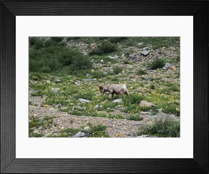 Framed Print : Big Horn Sheep Part 2 Framed Print : Big Horn Sheep Part 2