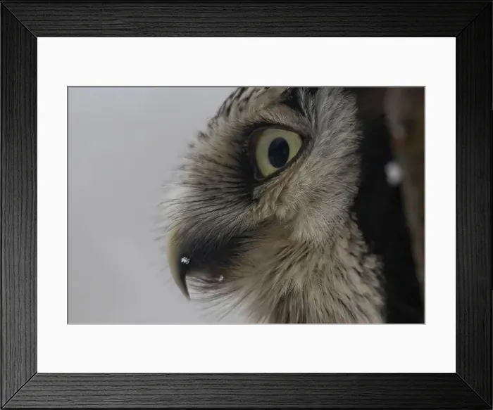 Framed Print : Northern hawk-owl (Surnia ulula). Wildlife bird. macro close up shot