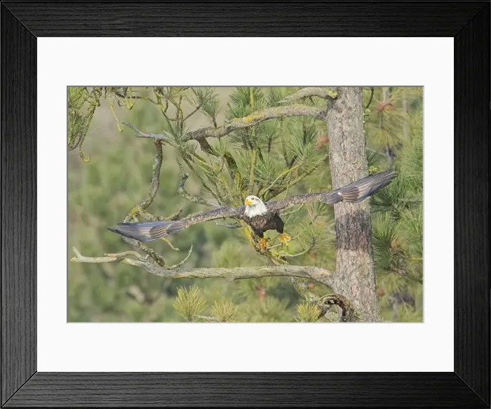Framed Print : An american bald eagle flies off from a pine tree branch in north Idaho Framed Print : An american bald eagle flies off from a pine tree branch in north Idaho