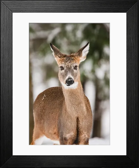 Framed Print : Portrait of an alert white-tailed deer Framed Print : Portrait of an alert white-tailed deer