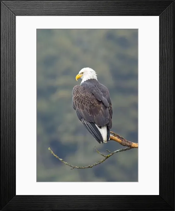 Framed Print : A close up photo of a bald eagle perched on a branch in north Idaho Framed Print : A close up photo of a bald eagle perched on a branch in north Idaho