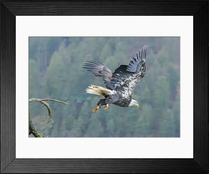 Framed Print : A bald eagle flies off from a branch to catch a fish in the water below in north Idaho Framed Print : A bald eagle flies off from a branch to catch a fish in the water below in north Idaho