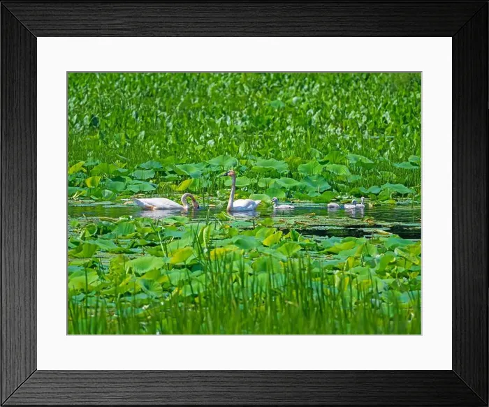 Framed Print : Trumpeter Swan Family Feeding in the Slough Along the Mississippi River Near Fulton, Illinois Framed Print : Trumpeter Swan Family Feeding in the Slough Along the Mississippi River Near Fulton, Illinois