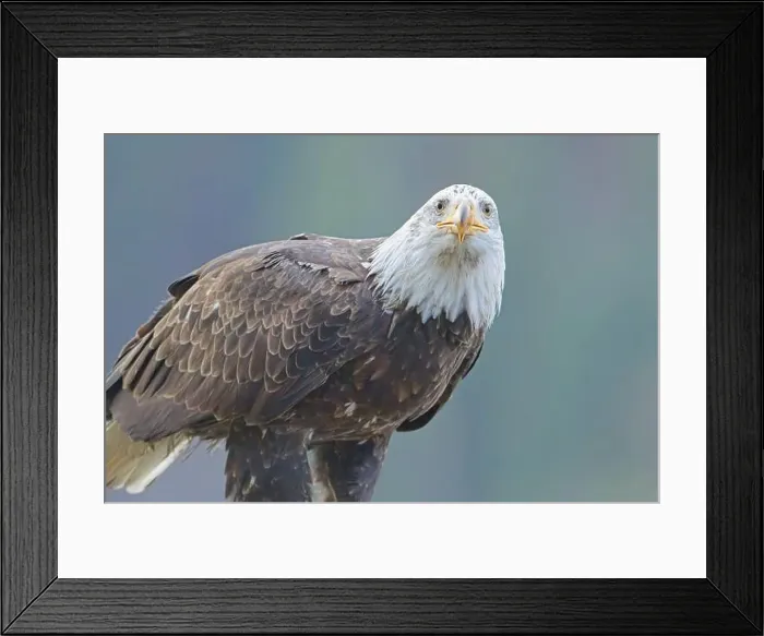 Framed Print : A close up photo of a bald eagle perched on a branch in north Idaho Framed Print : A close up photo of a bald eagle perched on a branch in north Idaho