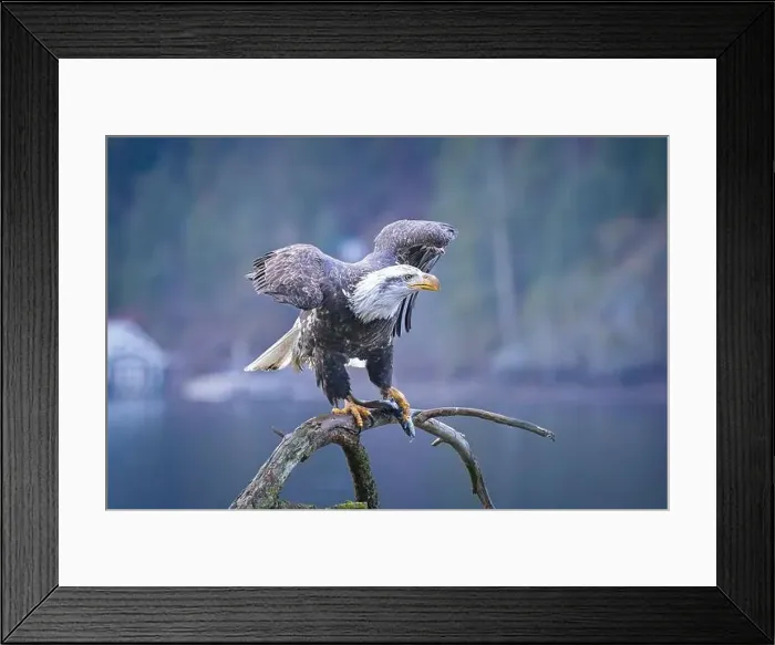 Framed Print : An American bald eagle is perched on a branch while holding a fish in its talons in north Idaho