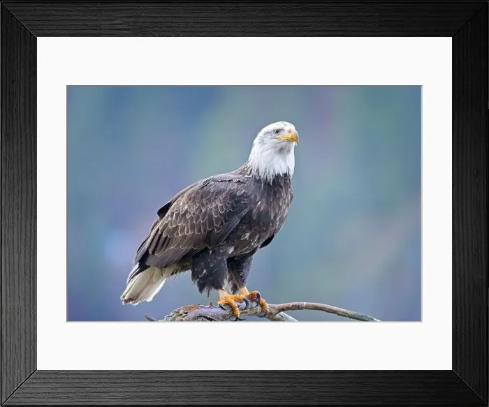 Framed Print : An American bald eagle is perched on a barren branch in north Idaho Framed Print : An American bald eagle is perched on a barren branch in north Idaho