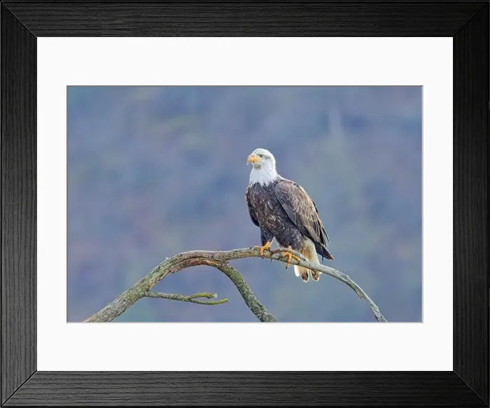 Framed Print : An american bald eagle is perched on a barren tree branch early in the day in north Idaho Framed Print : An american bald eagle is perched on a barren tree branch early in the day in north Idaho
