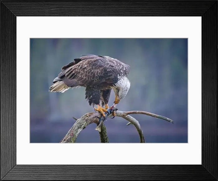 Framed Print : An American bald eagle perched on a branch is eating a fish it recently caught in north Idaho Framed Print : An American bald eagle perched on a branch is eating a fish it recently caught in north Idaho
