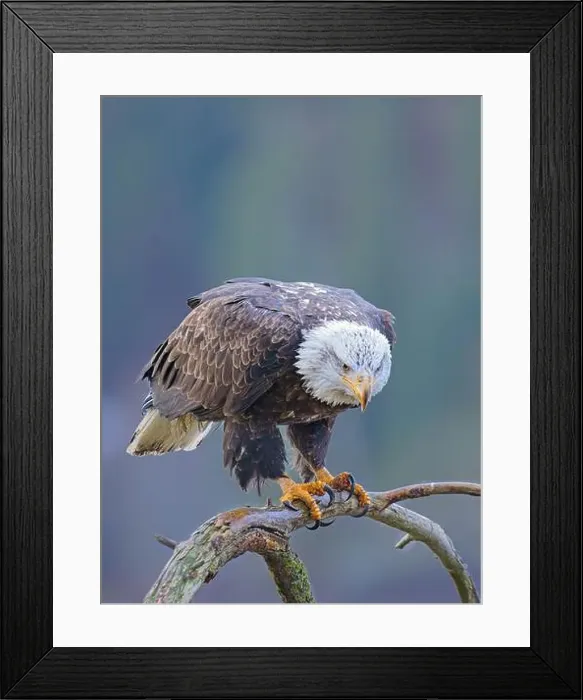 Framed Print : An American bald eagle is perched on a barren branch in north Idaho Framed Print : An American bald eagle is perched on a barren branch in north Idaho
