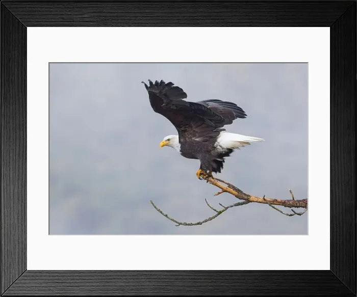 Framed Print : An american bald eagle flaps its wings preparing to take flight in north Idaho Framed Print : An american bald eagle flaps its wings preparing to take flight in north Idaho
