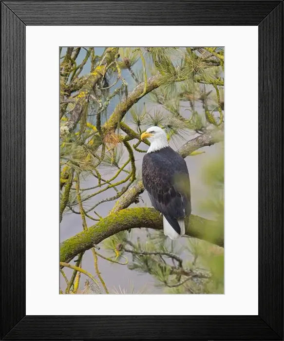 Framed Print : A bald eagle is perched on a branch in a pine tree in north Idaho Framed Print : A bald eagle is perched on a branch in a pine tree in north Idaho