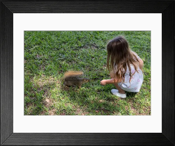 Framed Print : A little girl feeds a squirrel peanuts in Oyster Creek Park in Sugar Land, Texas, USA