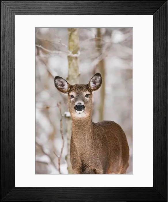 Framed Print : Winter portrait of a white-tailed deer in its environment Framed Print : Winter portrait of a white-tailed deer in its environment