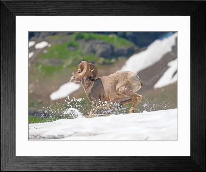 Framed Print : Bighorn Sheep Running Across the Snow in Glacier National Park in Montana