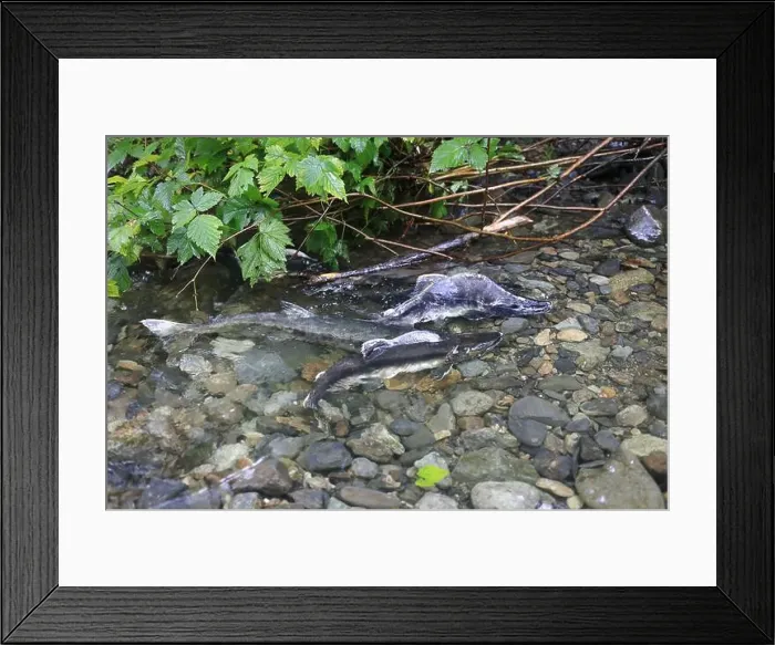 Framed Print : Salmon run in Sitka Framed Print : Salmon run in Sitka