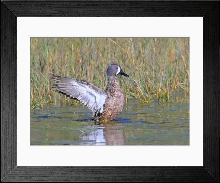 Framed Print : Blue-winged teal (Spatula discors) drake splashing wings after preening, Galveston, Texas, USA Framed Print : Blue-winged teal (Spatula discors) drake splashing wings after preening, Galveston, Texas, USA