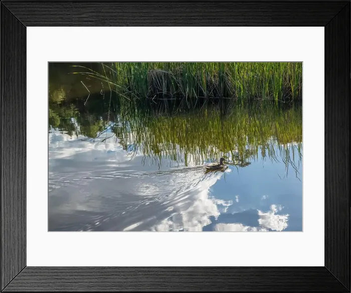 Framed Print : A Mallard in Tucson, Arizona Framed Print : A Mallard in Tucson, Arizona