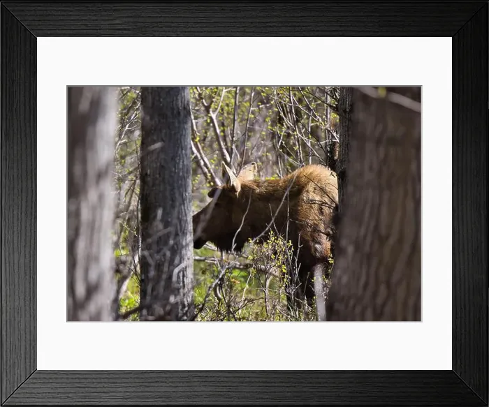 Framed Print : Side of a moos in the trees at Potter Marsh on a spring day in Anchorage, Alaska Framed Print : Side of a moos in the trees at Potter Marsh on a spring day in Anchorage, Alaska