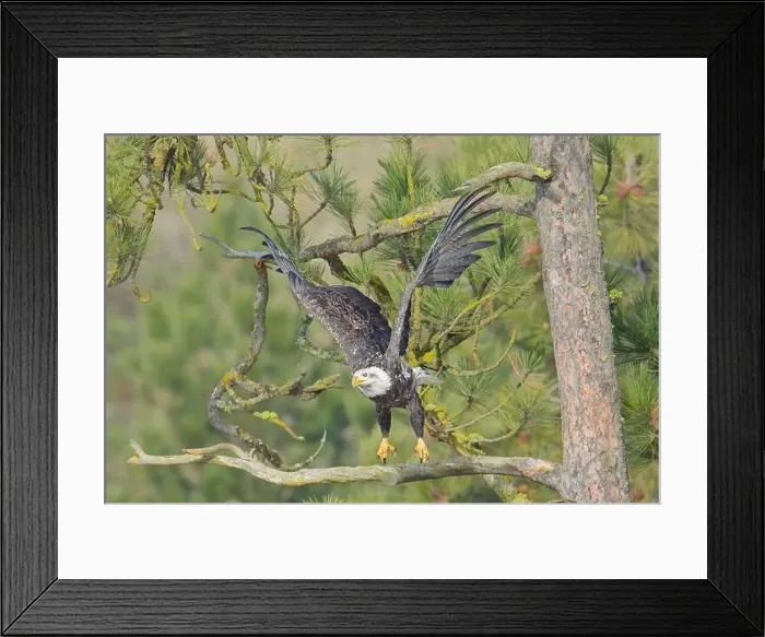 Framed Print : An american bald eagle flies off from a pine tree branch in north Idaho Framed Print : An american bald eagle flies off from a pine tree branch in north Idaho