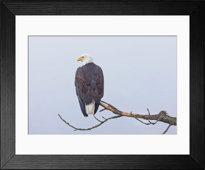 Framed Print : An American bald eagle is perched on a barren branch on a foggy day in north Idaho Framed Print : An American bald eagle is perched on a barren branch on a foggy day in north Idaho