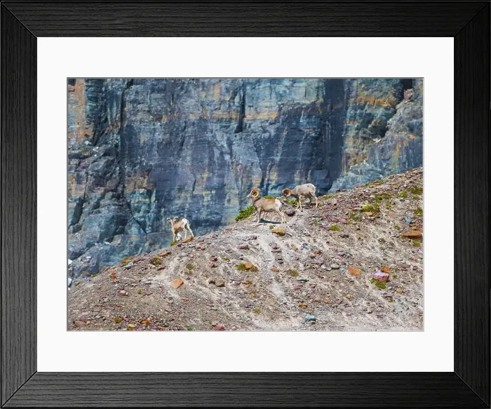 Framed Print : Three Bighorn Sheep on a Mountain Ridge in Glacier National Park in Montana Framed Print : Three Bighorn Sheep on a Mountain Ridge in Glacier National Park in Montana