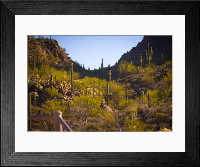 Framed Print : Tucson the vast desert landscape showcases numerous tall cacti scattered across arid terrain with rolling hills Framed Print : Tucson the vast desert landscape showcases numerous tall cacti scattered across arid terrain with rolling hills