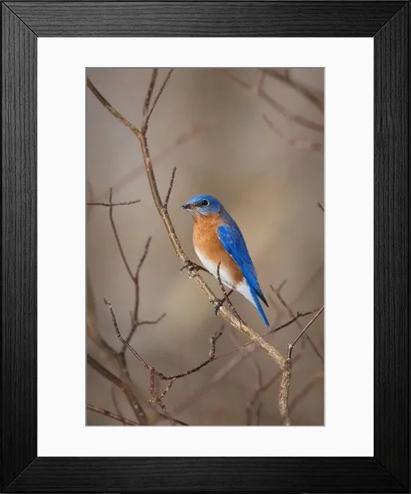 Framed Print : Male Eastern Bluebird perched on winter tree branches Framed Print : Male Eastern Bluebird perched on winter tree branches